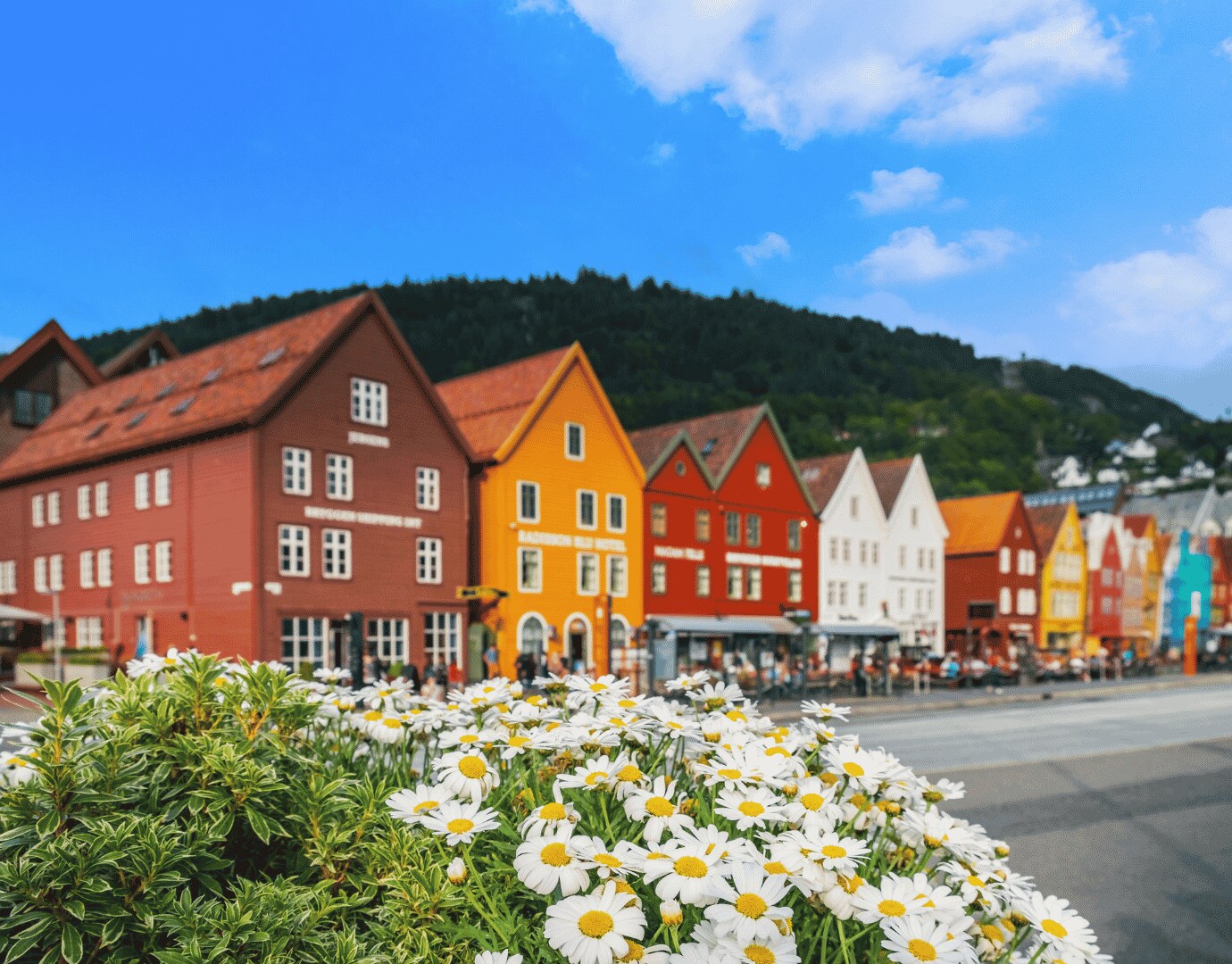 northern europe msc cruises black friday