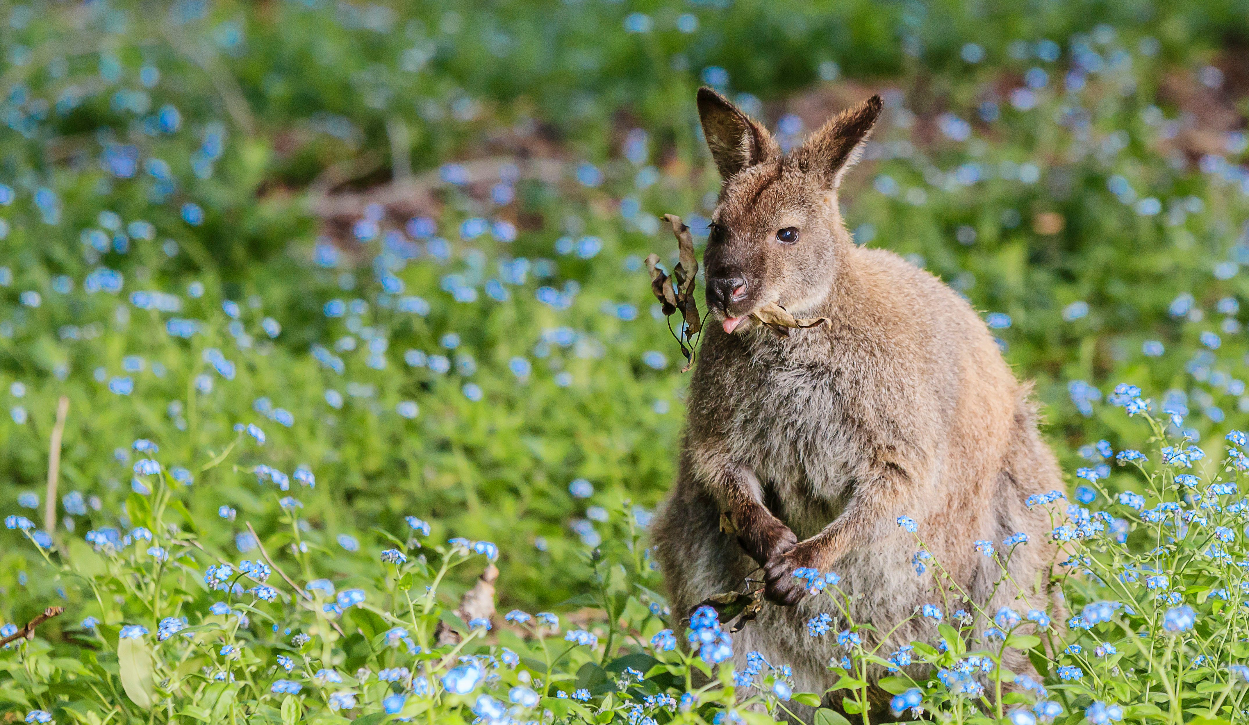 MSC World Cruise 2027, Hobart - Wildlife| MSC Cruises MSC World Cruise 2027, Hobart - Wildlife| MSC Cruises