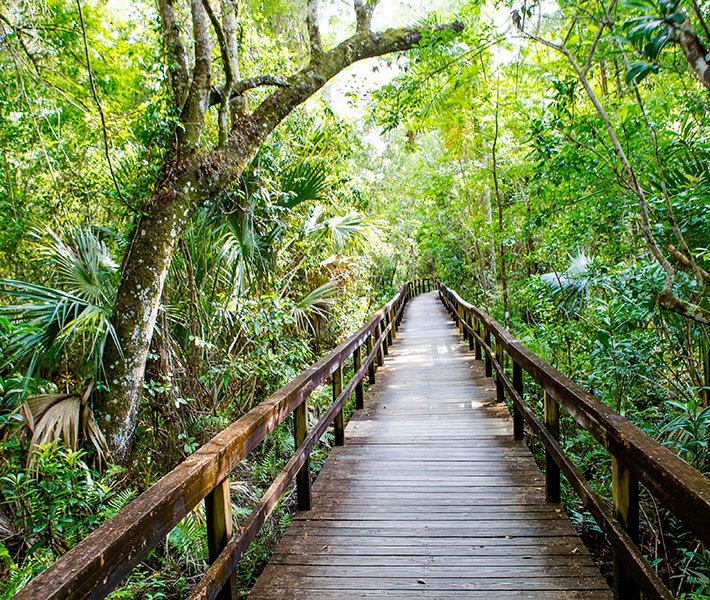 Miami tours, Everglades | MSC Cruises