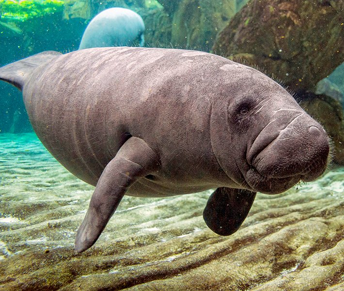 Port Canaveral tours, Merritt Island National Wildlife Refuge | MSC Cruises