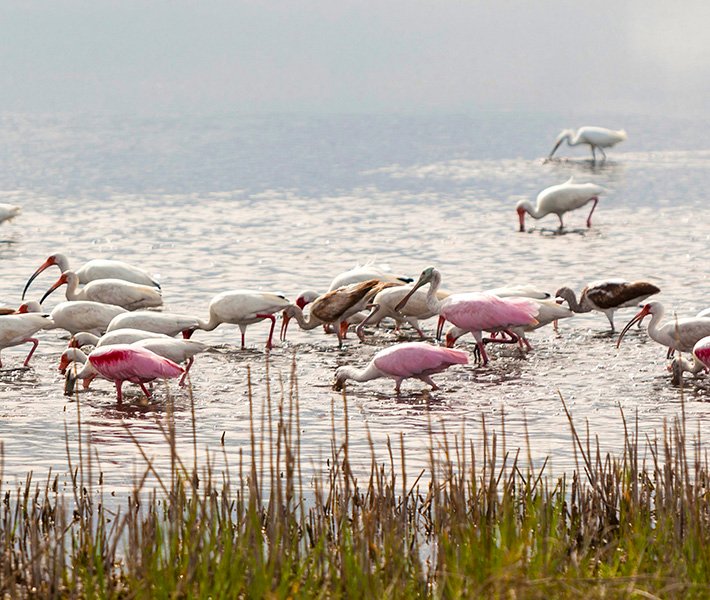 Port Canaveral tours, Merritt Island National Wildlife Refuge | MSC Cruises