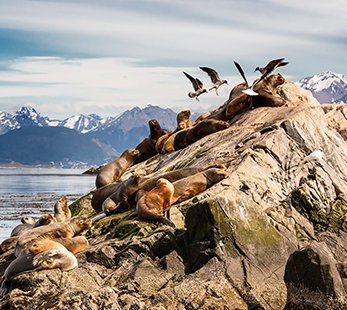 A group of sea lions resting on a rock by the sea | MSC Cruises