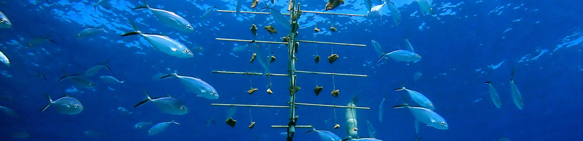 MSC Foundation's programme progresses in restoring and increasing the resilience of coral reefs. MSC Foundation's programme progresses in restoring and increasing the resilience of coral reefs.