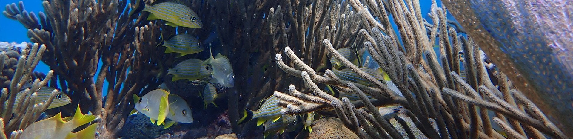 Discover MSC Foundation's achievements in 2024 Discover MSC Foundation's achievements in 2024