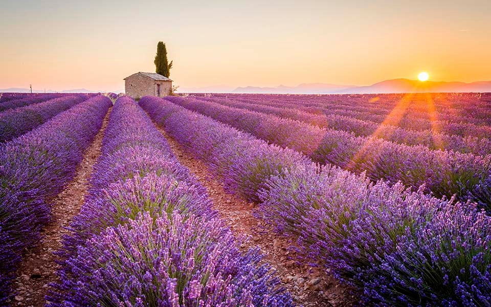 Lavender fields with a stone house and sunset in Provence | MSC Cruises